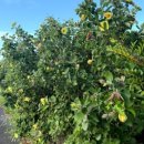 꿈에본꽃돼지 이미지