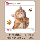 멍멍왕자 야옹공주 | 여수 순천 광양 고양이전문 분양샵 패밀리캣의 아이들을 소개합니다.