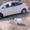 스피드메이트 고잔점 이미지