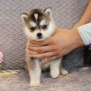 울산 제이앤독 애견샵 이미지