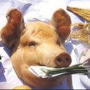 복받은돼지
