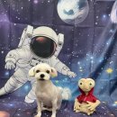 무드몽 | ✿천안백석동 무드몽 애견미용실 후기🐶키링 리뷰이벤트중🎁