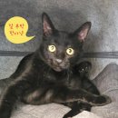 김냐옹 미용실 이미지