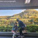 호랭이카 이미지