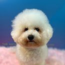 산책길(반려동물 미용실) 이미지