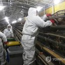 금계1천 연합뉴스