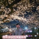 청주벚꽃명소 무심천 벚꽃축제 거리 실시간 푸드트럭
