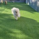 리치펫하우스 이미지