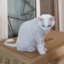 마시멜로냥 이미지