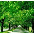 가로수길 이미지