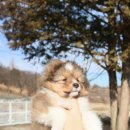 브라운슈가셀티