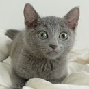 My Love Cat(마이러브캣) 네이버블로그