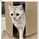 아이조아요양보호소 안양점 | 혹시 안양고양이보호소 찾고 계신가요?