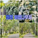 앞들동2로 이팝나무길 | 진천 이팝나무길 걸미산 공조팝 5월 4일실시간 개화현황과 인근 카페와 맛집까지