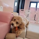 고창초병설유치원 | 김포애견유치원 댕놀자 상담 후기