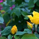 장미공원B 이미지