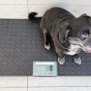 구리동물병원 | 구리 하일 동물병원 강아지 건강검진 비용 버디닥