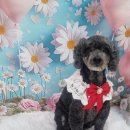 꽃보다 Dog 네이버블로그