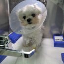 24시 동탄윌 동물의료센터 | 동탄동물병원 24시 시티동물의료센터에서 강아지 스케일링한 후기, 치석제거 비용은?