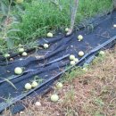 옥동농장 이미지