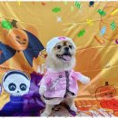 놀루오숑 이미지