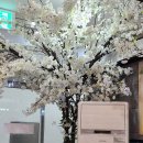 내포풍천장어 이미지