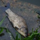 일영낚시터 이미지