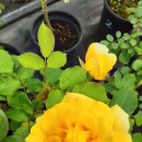 장미농장 이미지