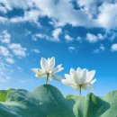 연꽃도서관 이미지