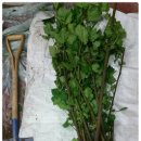 왕산농장 이미지