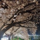 티켓 구하기 힘들군요... 봄이 오면... 김윤아 이미지