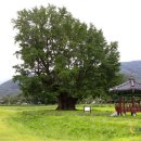 금산인삼마을