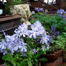 꽃님이네 이미지