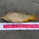 라바플라이 이미지