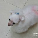 혜인동물병원 이미지