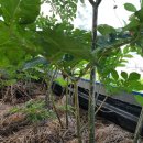 비례농장 이미지