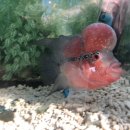 물고기마을 이미지