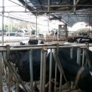 선우목장 이미지