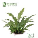 스리파드마 <b>플러그</b><b>앤</b><b>플레이</b> 출시 예정!