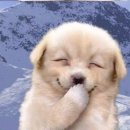 웃는강아지 이미지