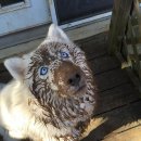 멍멍이 집 이미지