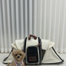 강아지 켄넬 | 강아지 켄넬 훈련 주의사항 이동장 하우스 댕트로 쉽게 교육 가능 내돈내산 후기