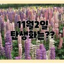 루피너스