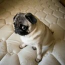 (주)퍼니펫 이미지