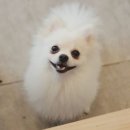 함안 애견샵 러블리펫 이미지