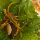 수영숯불갈매기 이미지