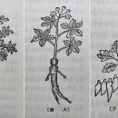 한동하의 본초여담 | 한 여름날, 부인이 〇〇을 많이 먹고 냉증이 생겼다 이미지