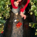 윤씨네농장 | [경기, 남양주] 인당 18,000원 - 이것은 딸기 체험인가 딸기 뷔페인가