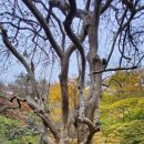 약수고을 | 강천산 IV