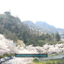 꽃피는 유달산 축제 상춘객이 되어 걸어보는 유달산 일주도로 만개한 벚꽃길 KTX타고 떠나는 목포여행 목포 가볼만한곳 이미지